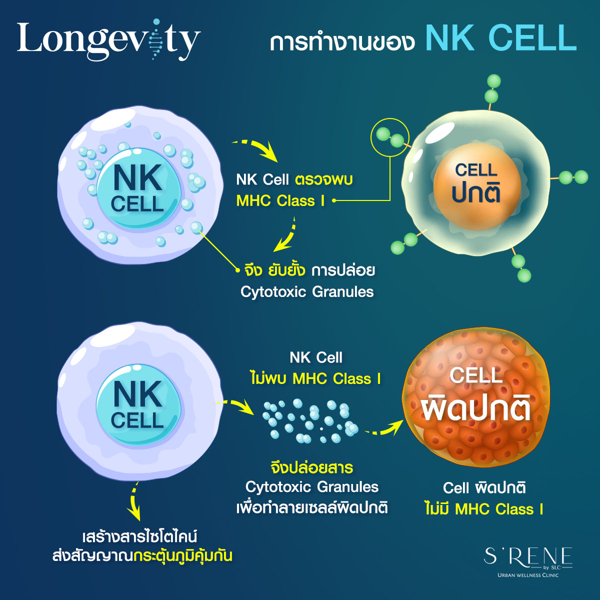 กลไกการทำงานของ nk cell